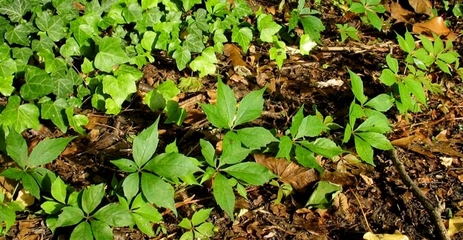 Poison Ivy Removal