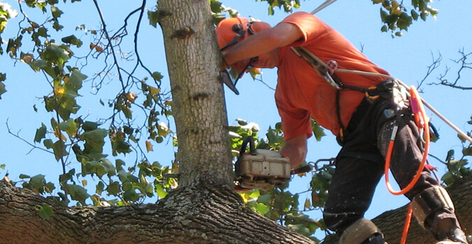 Tree Service