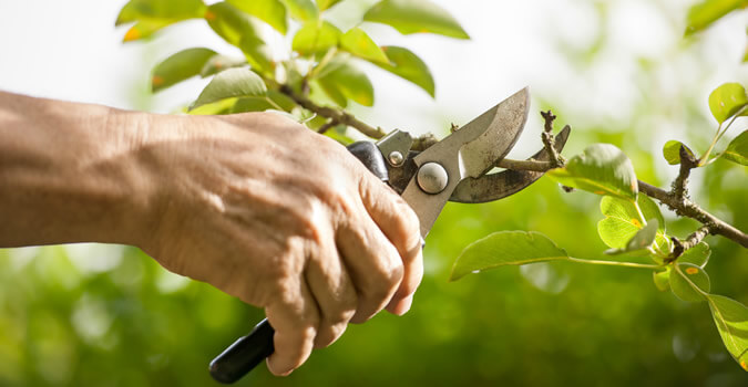 Tree Trimming